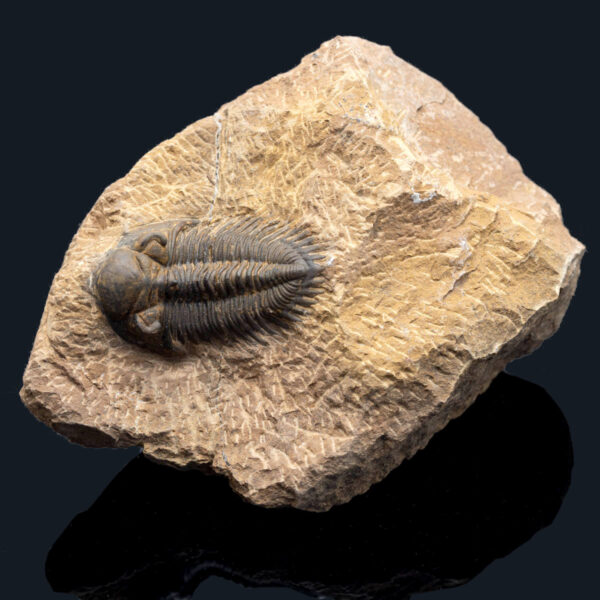 Metacanthina issoumourensis