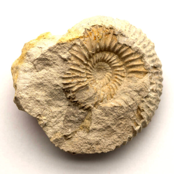 Parkinsonia parkinsoni