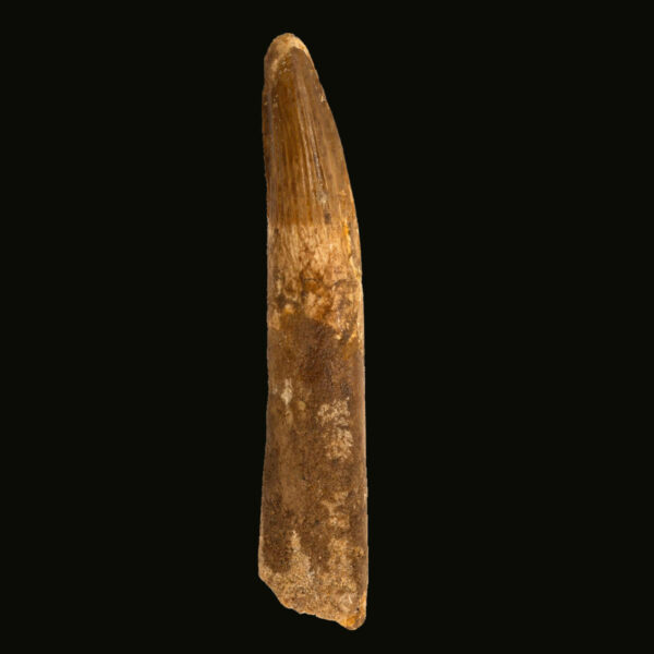 Spinosaurus- tand- 101 mm