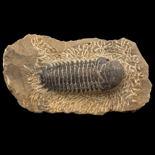 Crotalocephalina gibbus