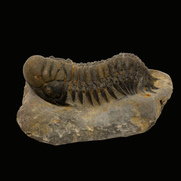 Crotalocephalina gibbus