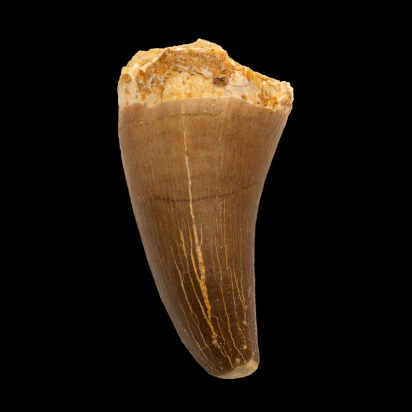 Prognathodon giganteus - tand