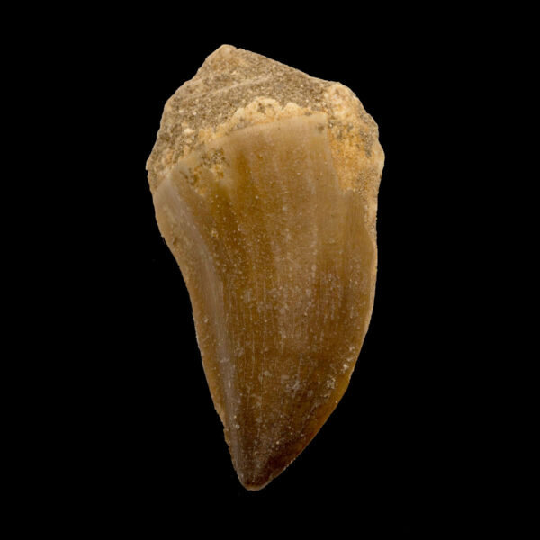 Mosasaurus beaugei -tand