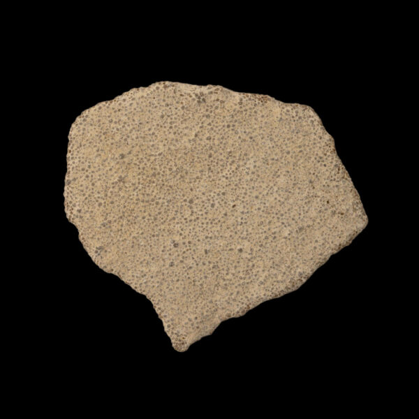 Saltasaurus äggskal
