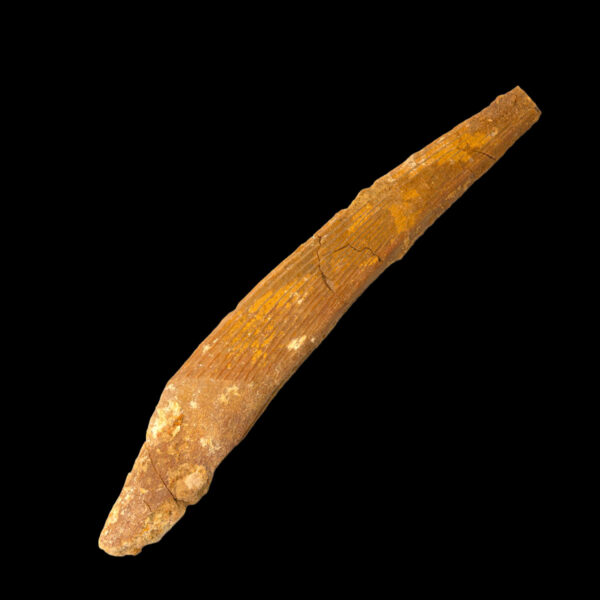 Hybodus sp.