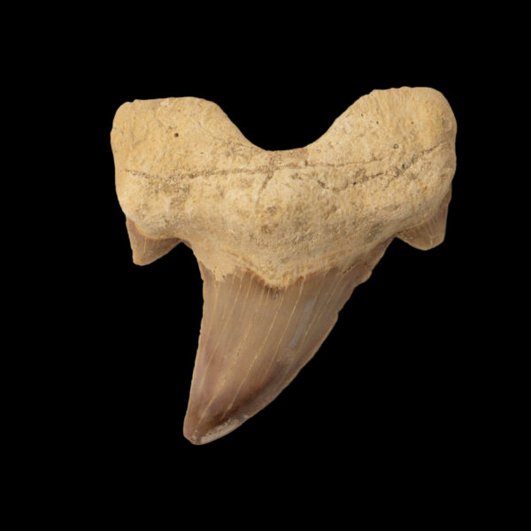 Otodus obliquus
