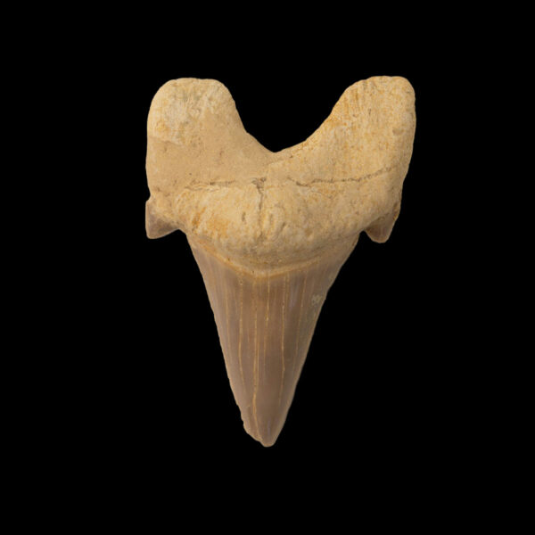 Otodus obliquus
