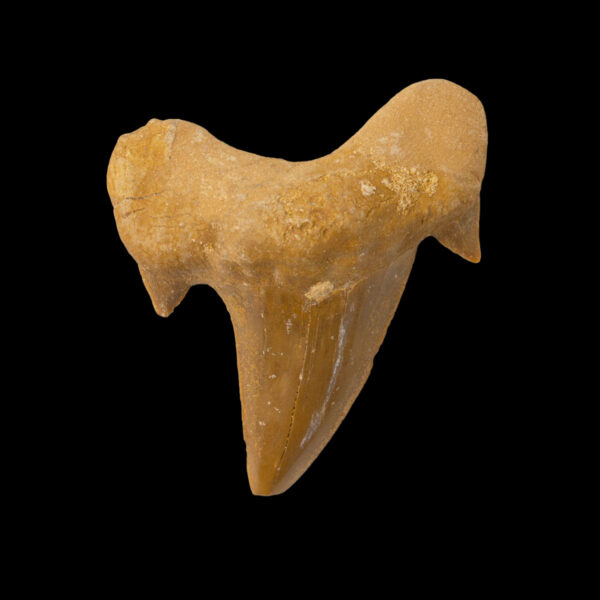 Otodus obliquus