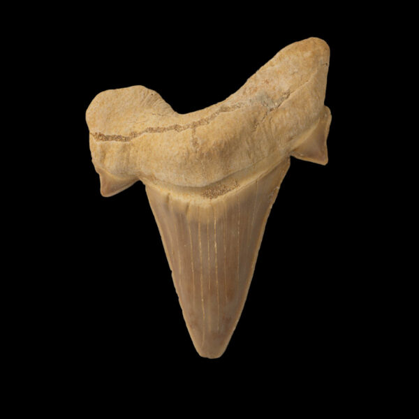 Otodus obliquus