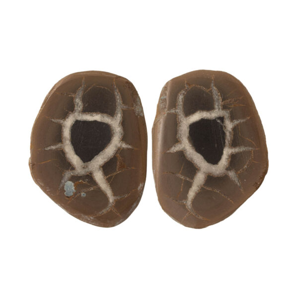 Septarian 29x21 mm