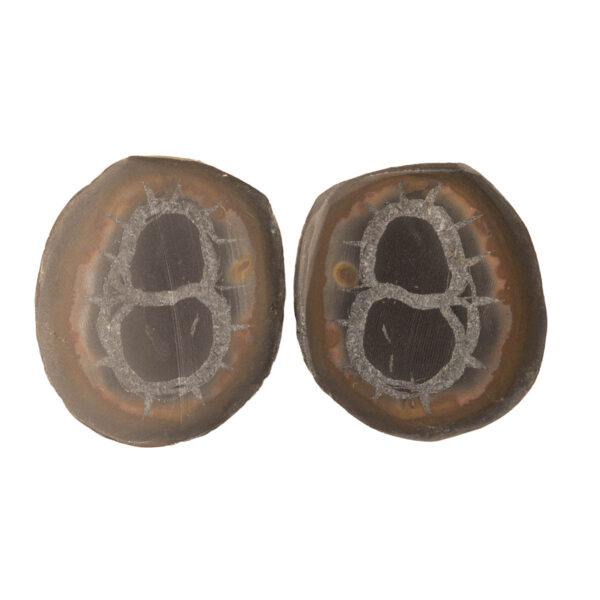 Septarian 27x23 mm